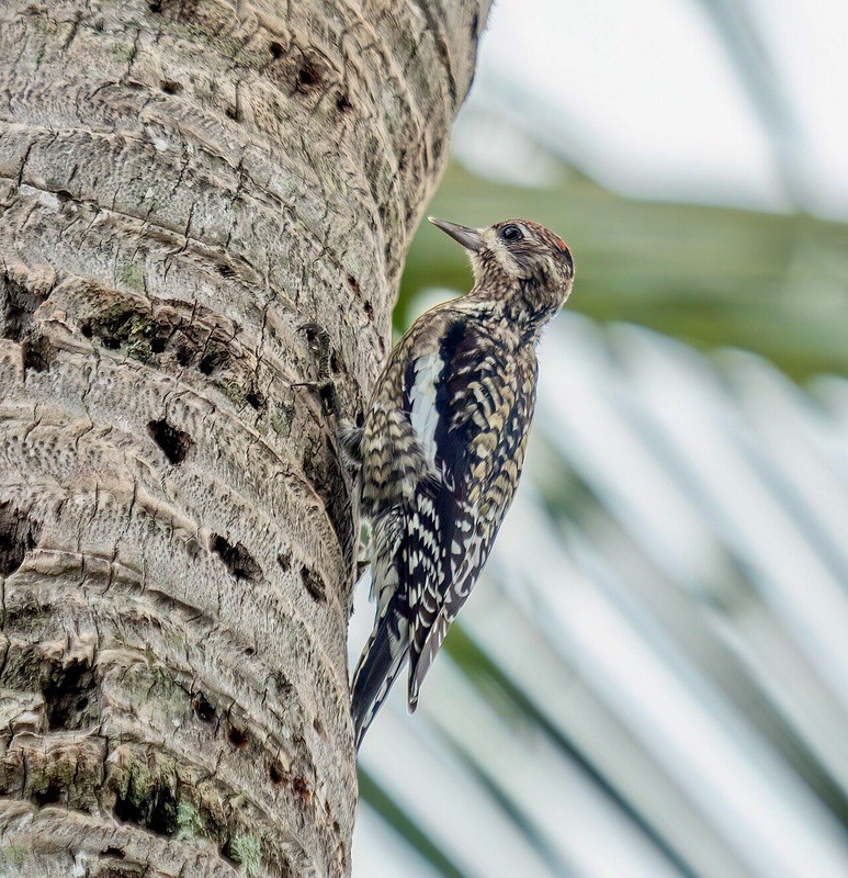Yellow-bellied Sapsucker juvenile in Palm Beach by Rhododendrites is licensed under CC BY-SA 4.0.